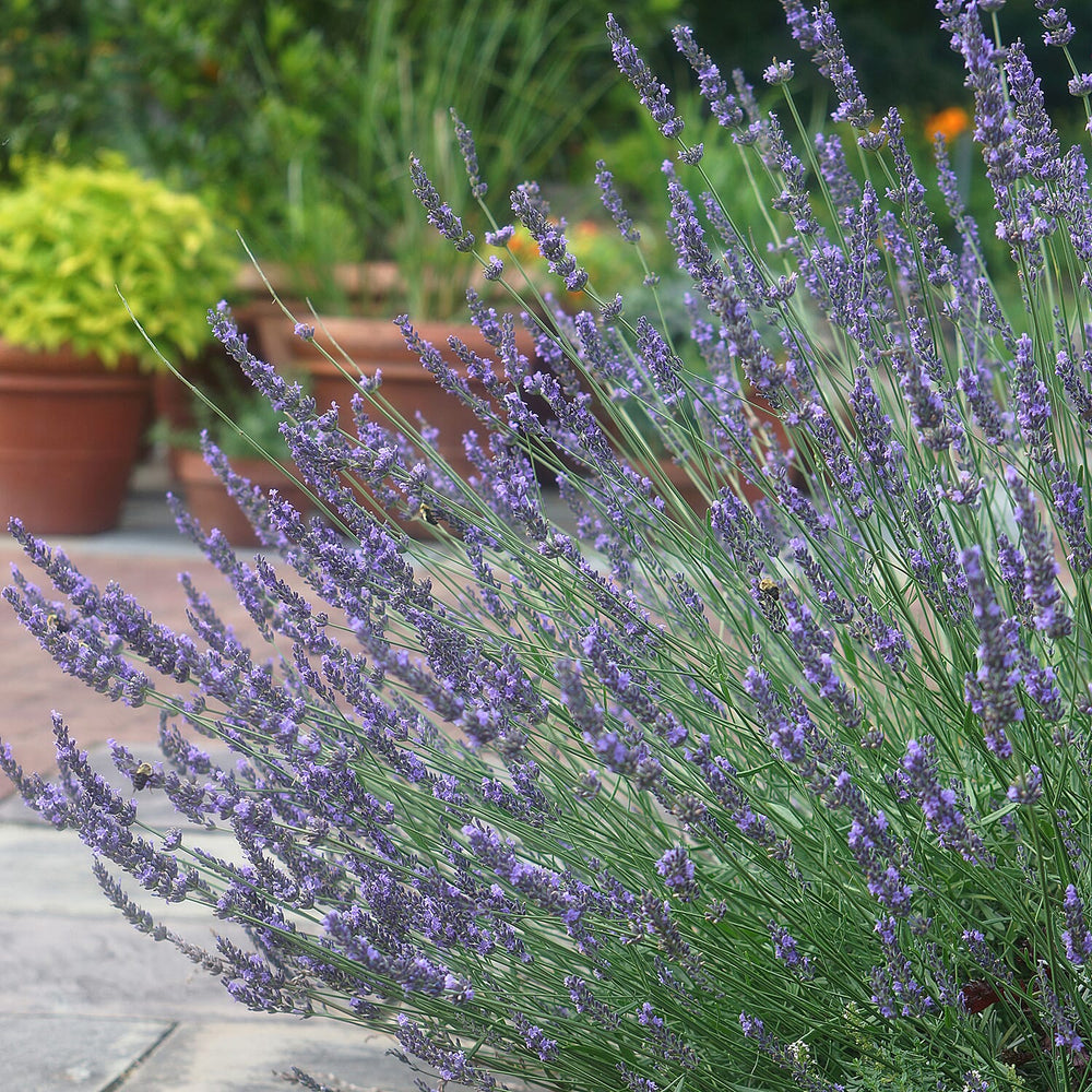 Lavender Phenomenal Durham Planter & Compost
