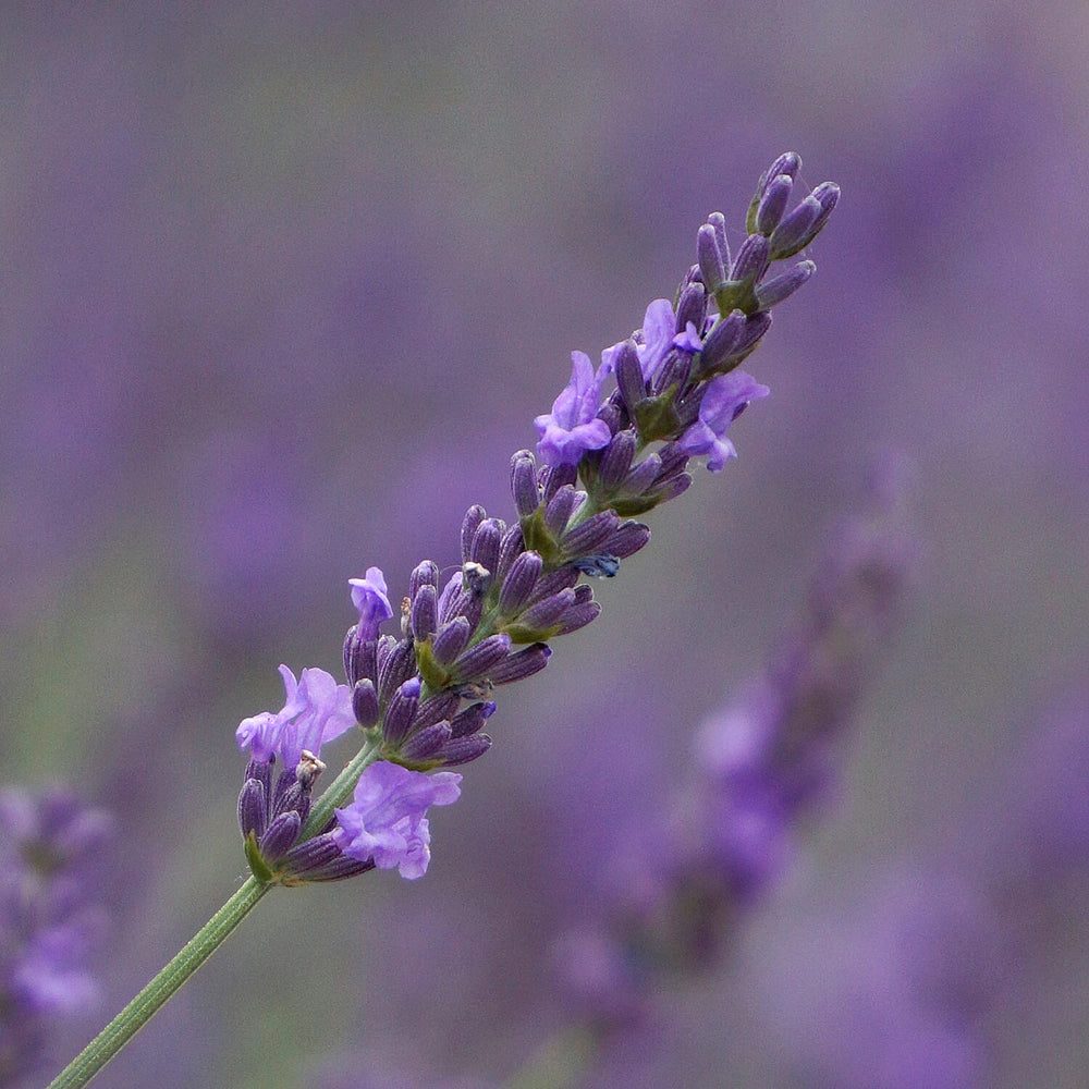 Lavender Phenomenal Durham Planter & Compost