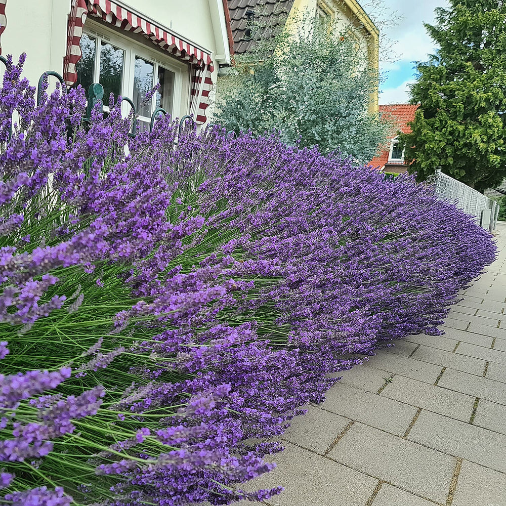 Lavender Phenomenal Durham Planter & Compost