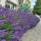 Lavender Phenomenal Durham Planter & Compost