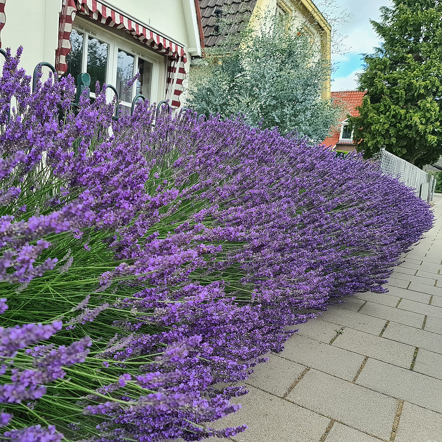 Lavender Phenomenal Durham Planter & Compost