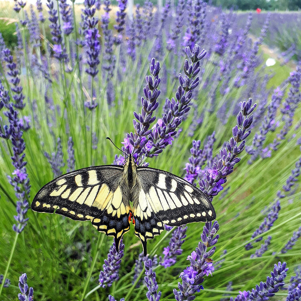 Lavender Phenomenal Durham Planter & Compost