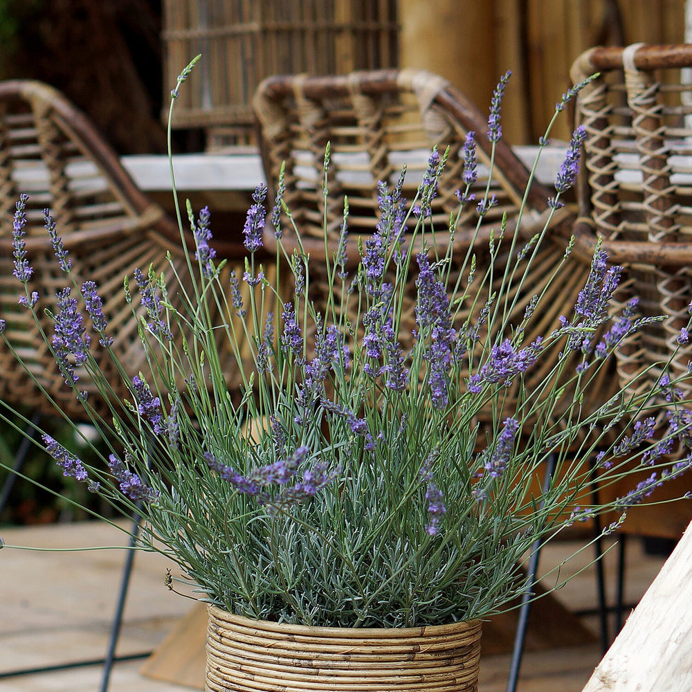 Lavender Phenomenal Durham Planter & Compost