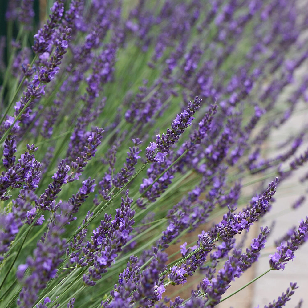 Lavender Phenomenal Durham Planter & Compost