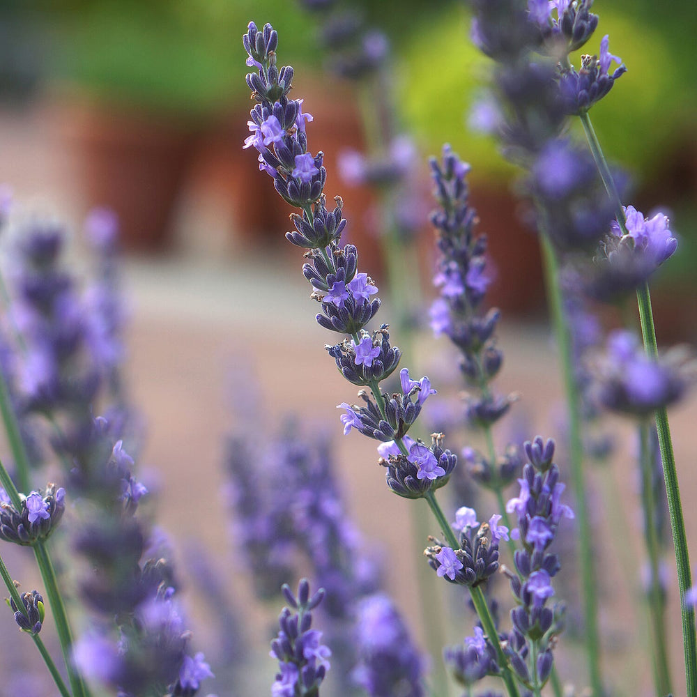 Lavender Phenomenal Durham Planter & Compost
