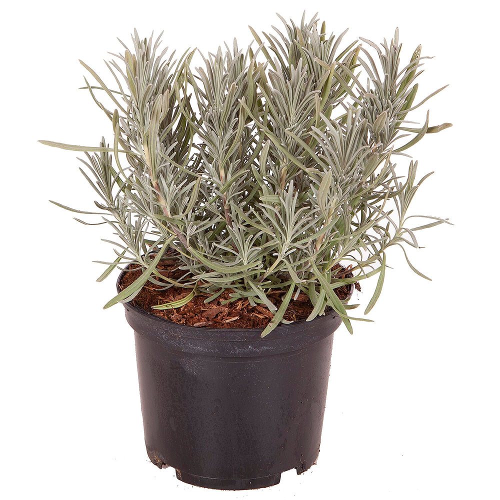 Lavender Phenomenal Durham Planter & Compost