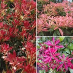Pieris Collection in 9cm Pots x3