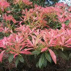 Pieris Collection in 9cm Pots x3