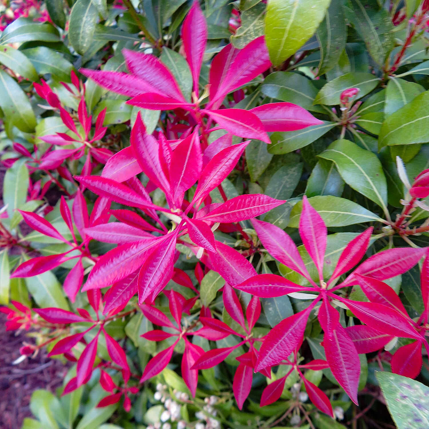 Pieris Collection in 9cm Pots x3