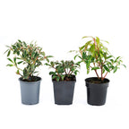 Pieris Collection in 9cm Pots x3
