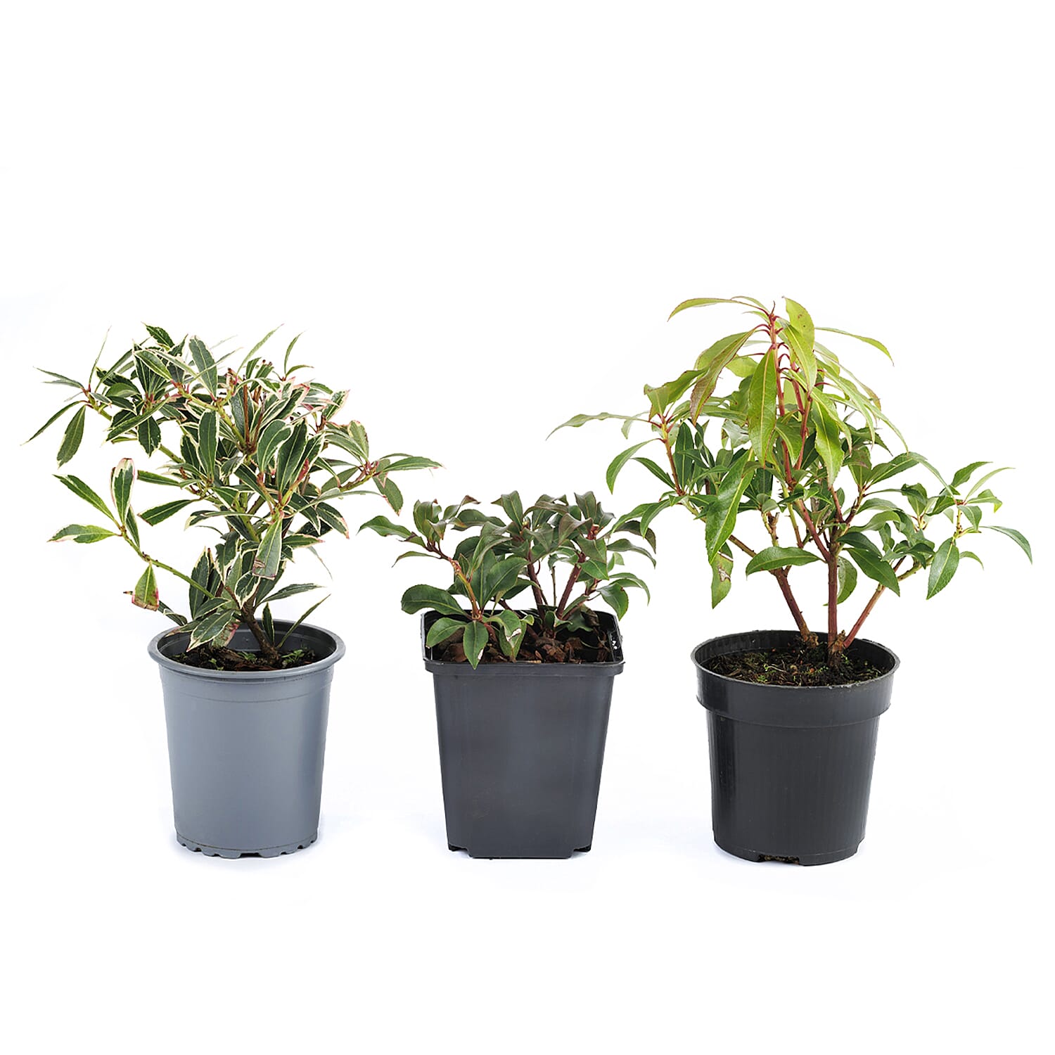 Pieris Collection in 9cm Pots x3