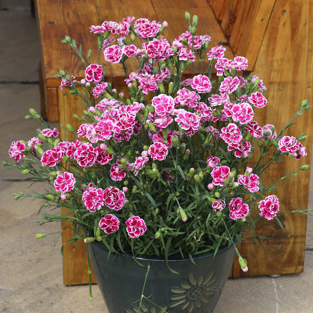 Dianthus Garden Delights Plug Plant Collection x12