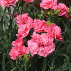 Dianthus Garden Delights Plug Plant Collection x12