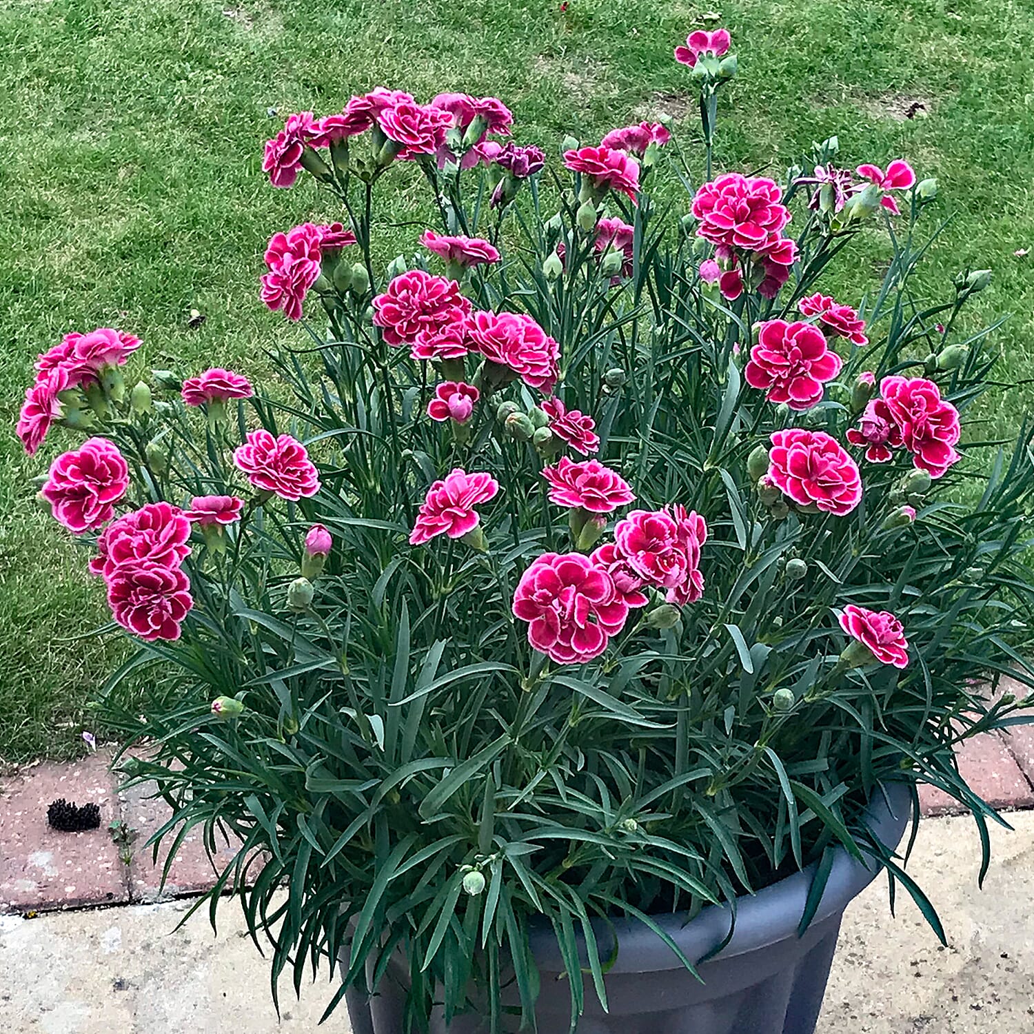 Dianthus Garden Delights Plug Plant Collection x12