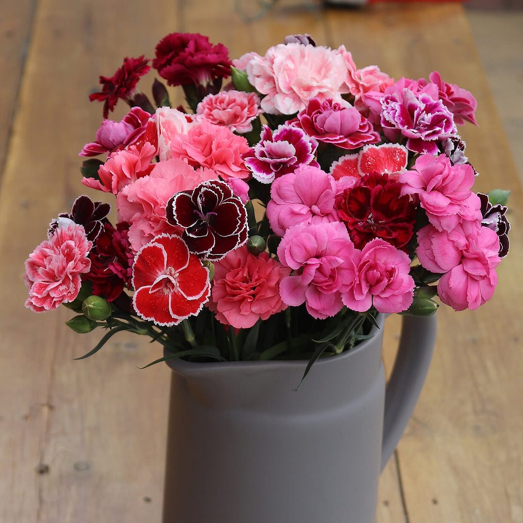 Dianthus Garden Delights Plug Plant Collection x12