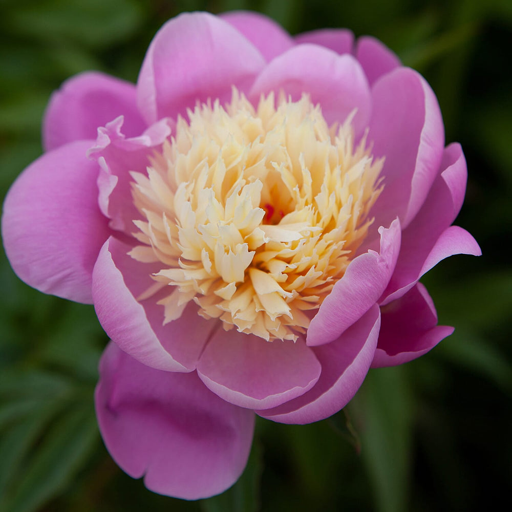 Peony Bowl of Beauty Bare Root x6
