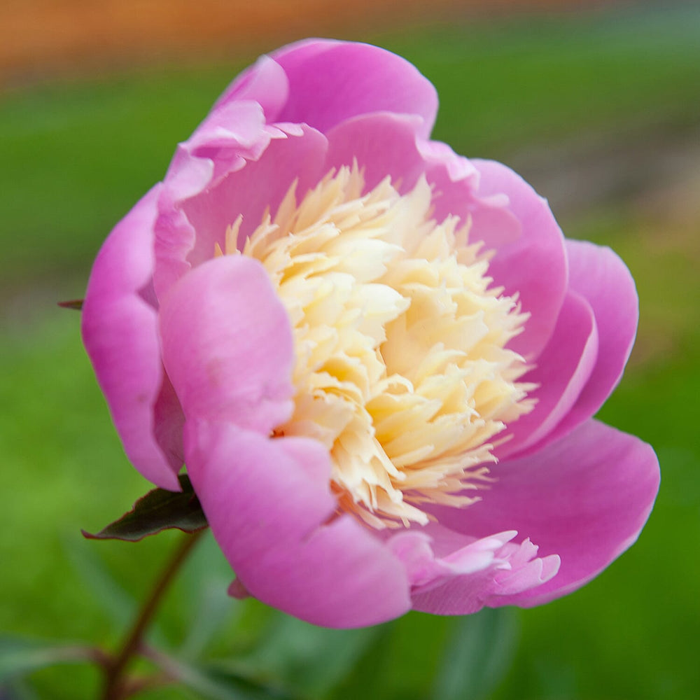 Peony Bowl of Beauty Bare Root x6