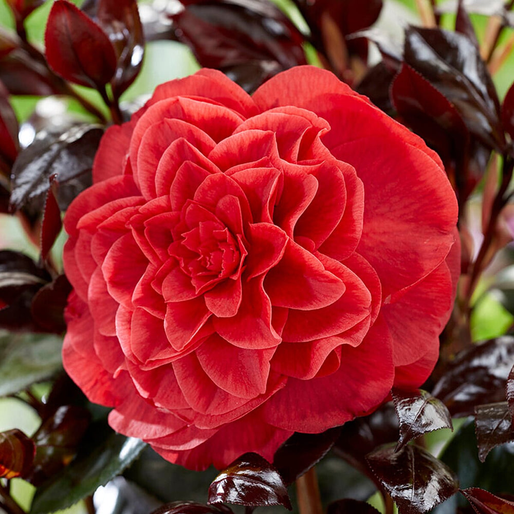 Camellia Japonica Femme Fatale 15cm