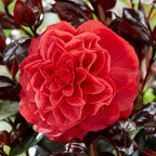 Camellia Japonica Femme Fatale 15cm