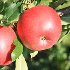 Patio Apple Sun Red Bare Root