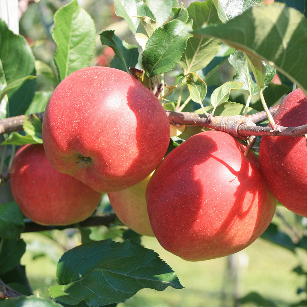 Patio Apple Sun Red Bare Root