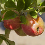 Patio Apple Sun Red Bare Root