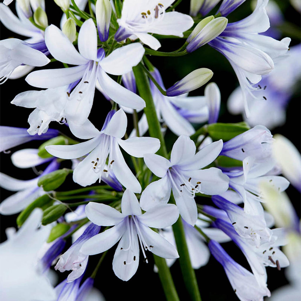 Agapanthus Fireworks in 9cm Pot & Prisma Green Planter x2