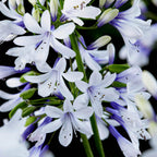 Agapanthus Fireworks in 9cm Pot & Prisma Green Planter x2