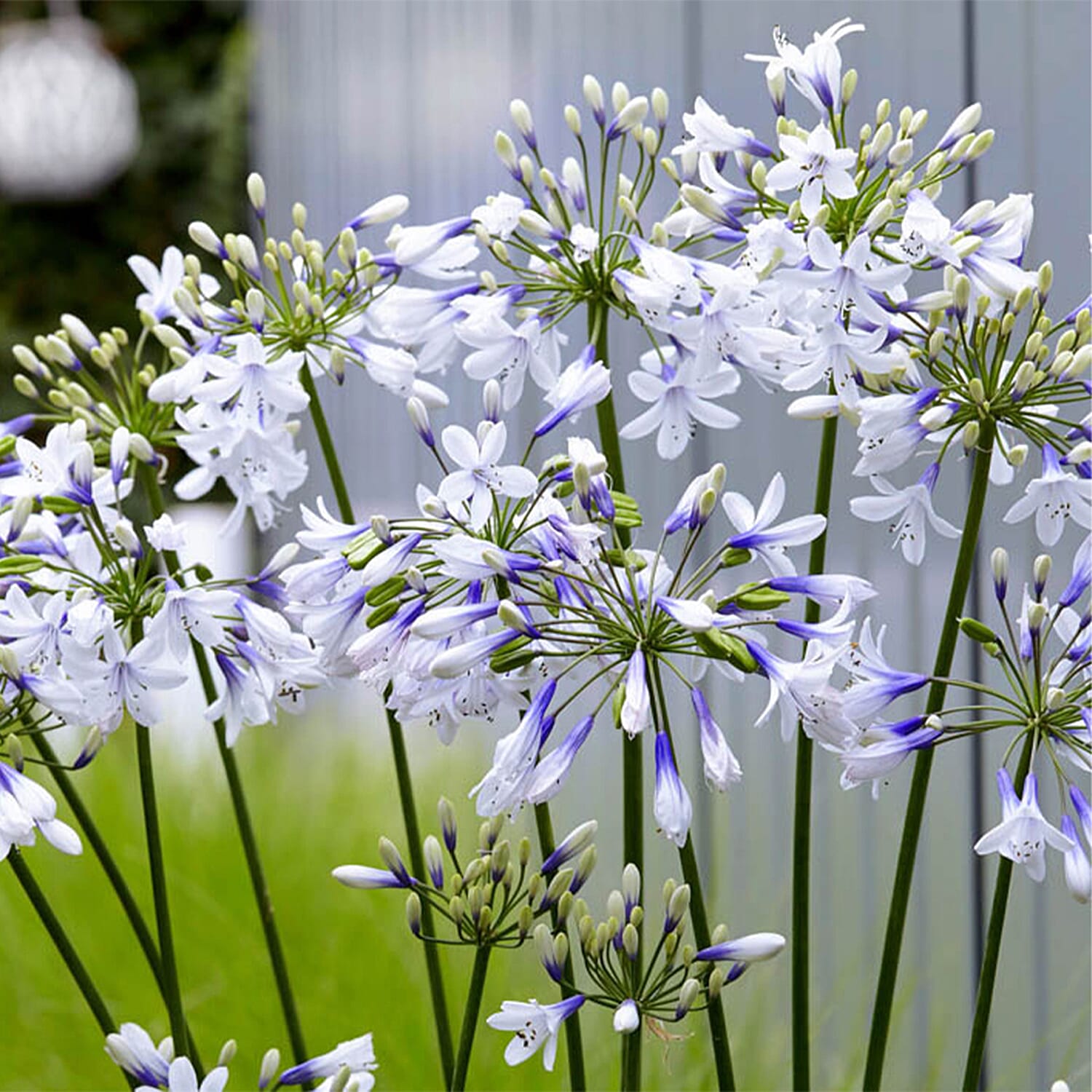 Agapanthus Fireworks in 9cm Pot & Prisma Green Planter x2