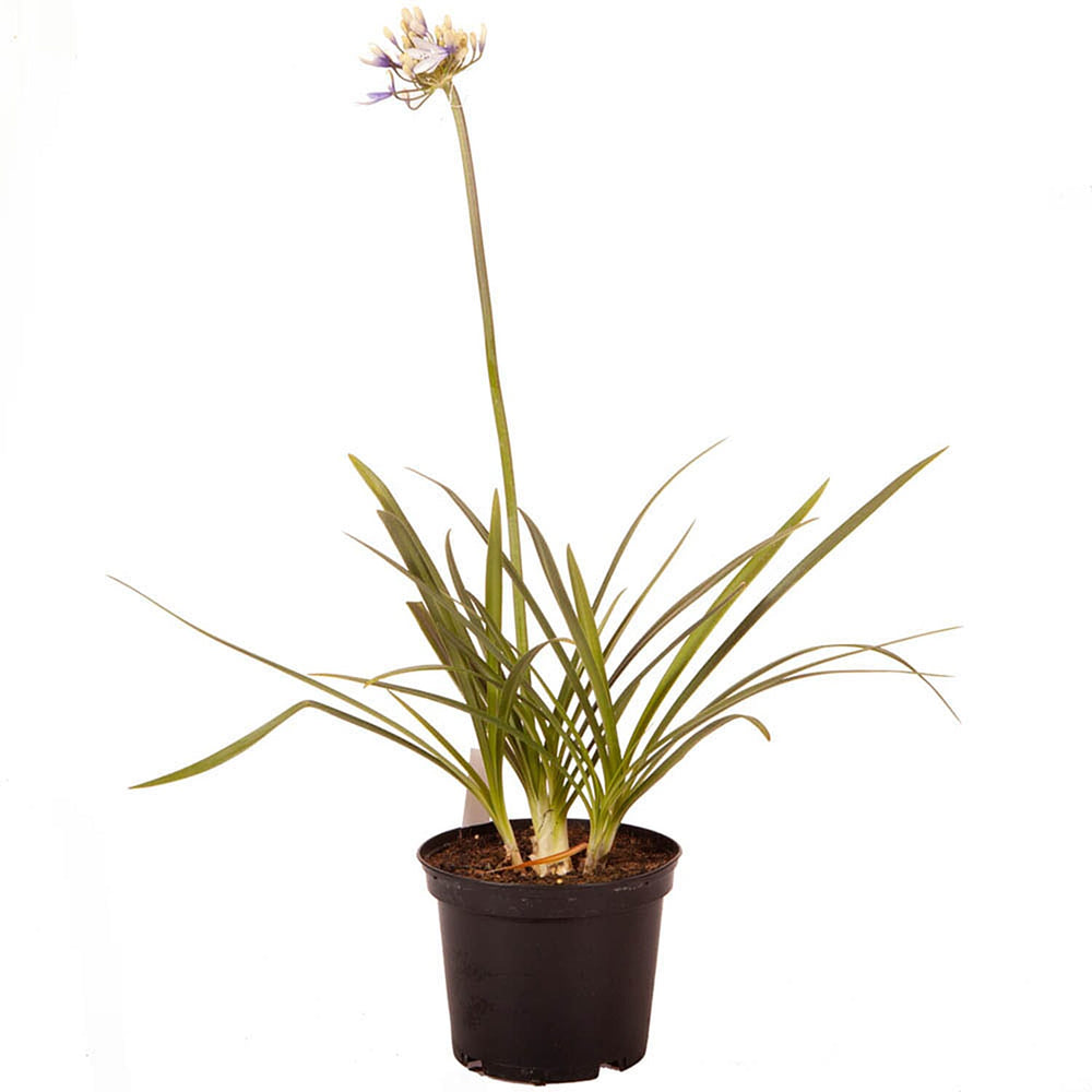 Agapanthus Fireworks in 9cm Pot & Prisma Green Planter x2