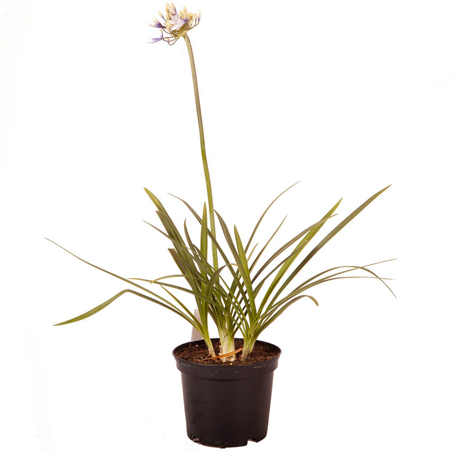 Agapanthus Fireworks in 9cm Pot & Prisma Green Planter x2