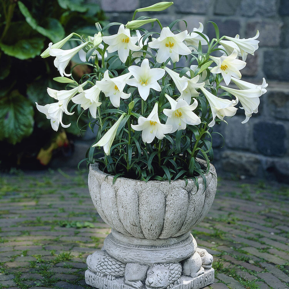 Longiflorum Lily White Trumpets Bulbs x20
