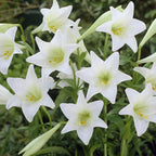 Longiflorum Lily White Trumpets Bulbs x20