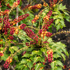Your Ideal Mahonia Cabaret 1 x R169cm Pot
