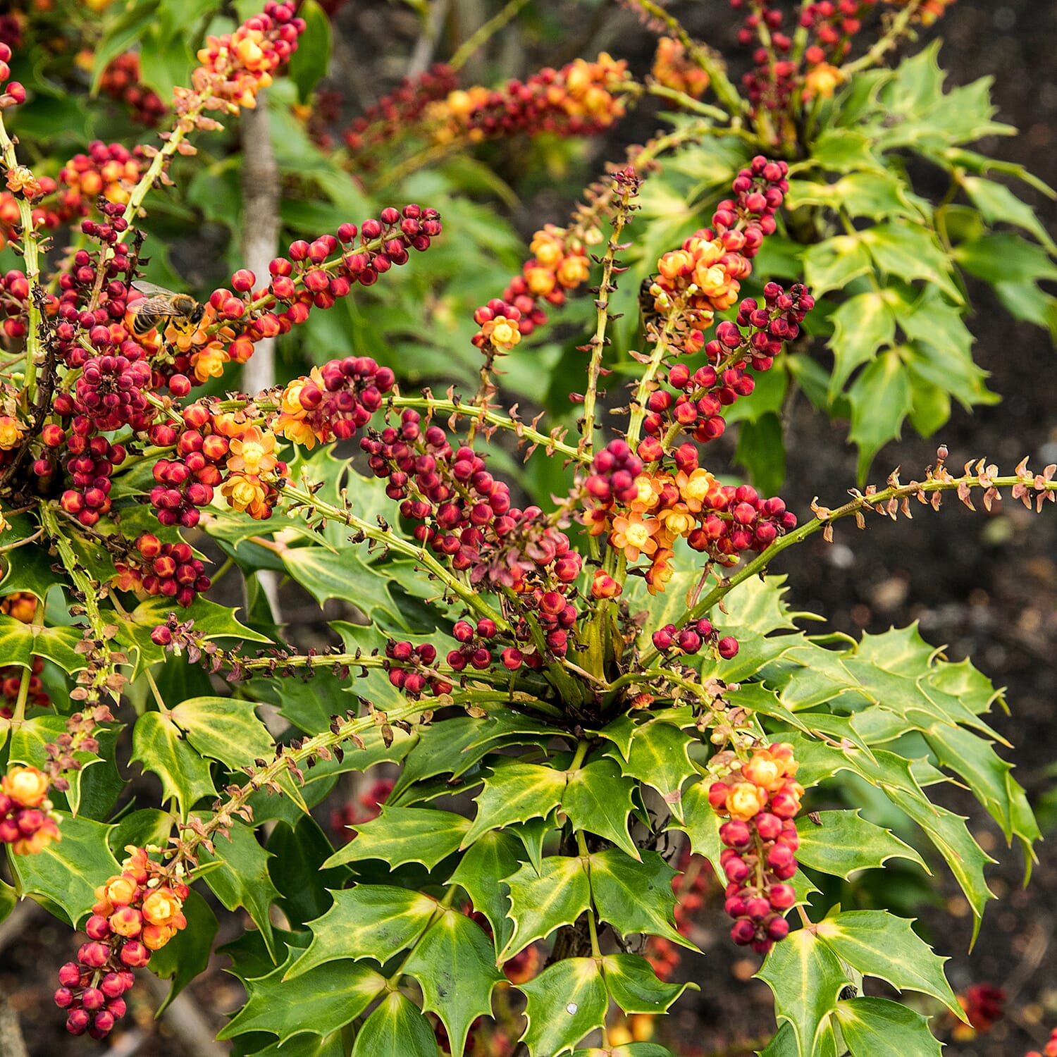 Your Ideal Mahonia Cabaret 1 x R169cm Pot