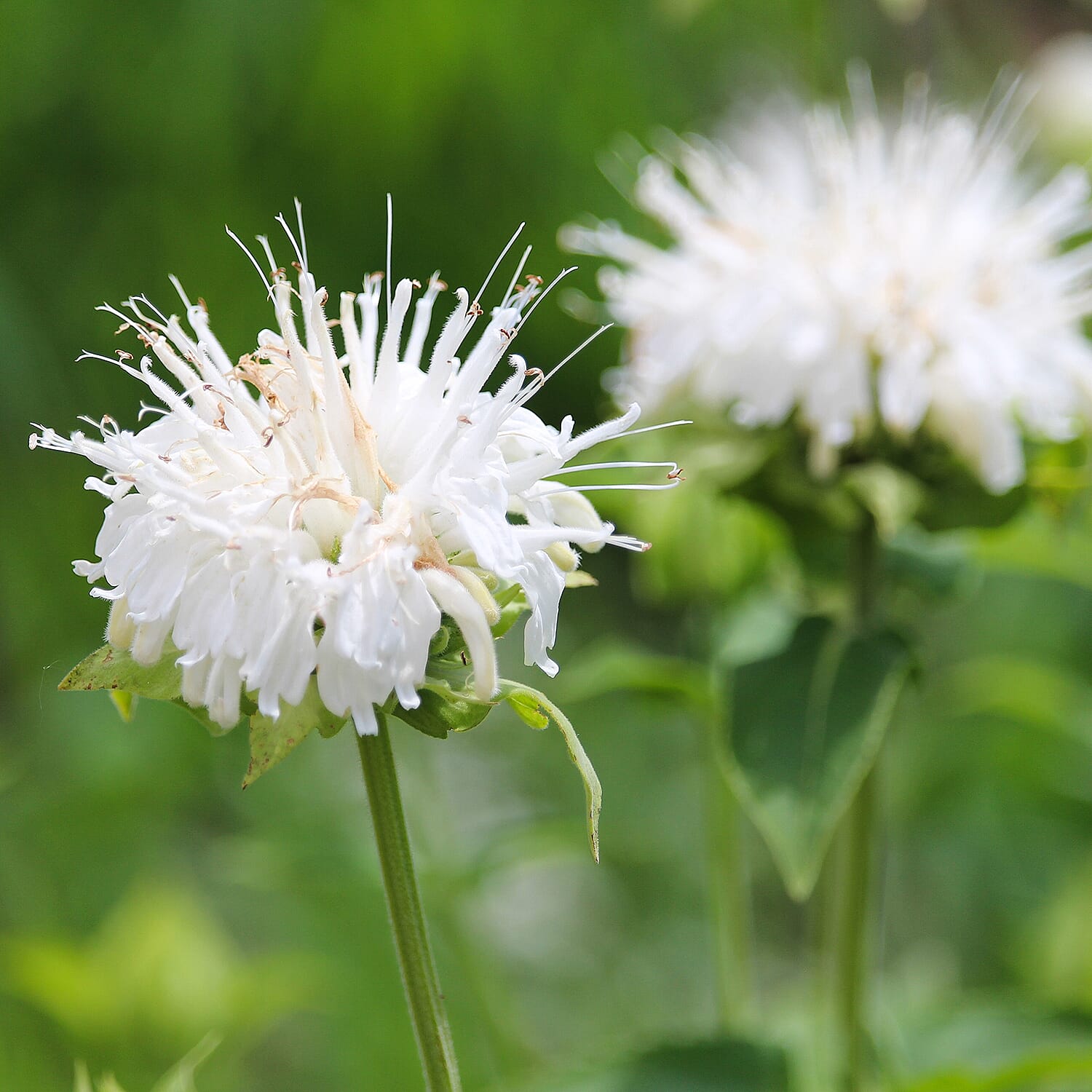 Your Idea Monarda Schneewitchen  Pot - White