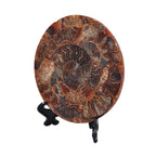 One of a Kind - Natural Ammonite Fossil Conch with Stand 945ct.