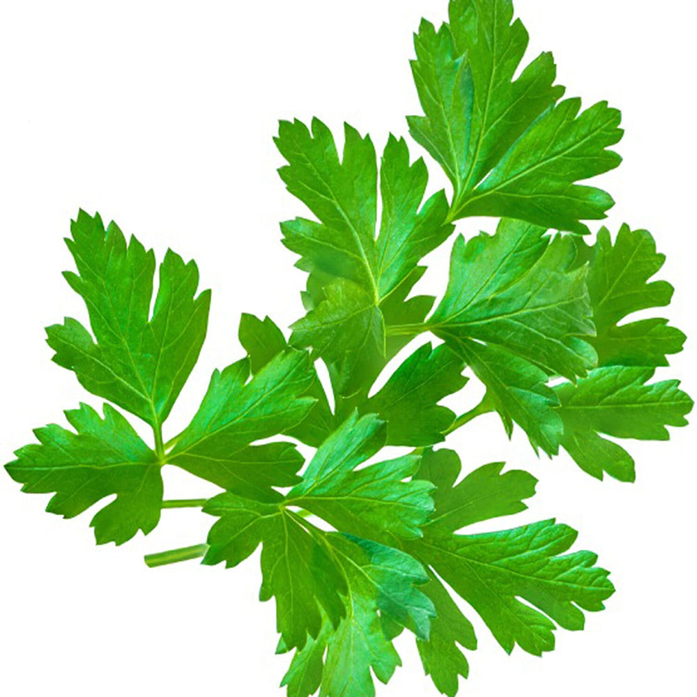 Parsley Seed Ball Tube - Dark Green