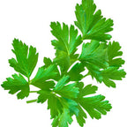 Parsley Seed Ball Tube - Dark Green