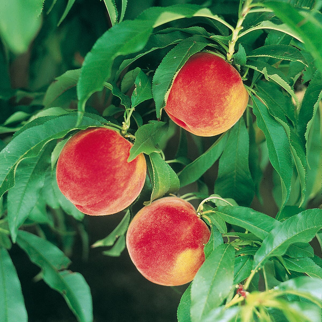 Peach Amber Patio Tree Bare Root & Fert 50gms