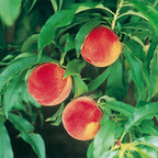 Peach Amber Patio Tree Bare Root & Fert 50gms