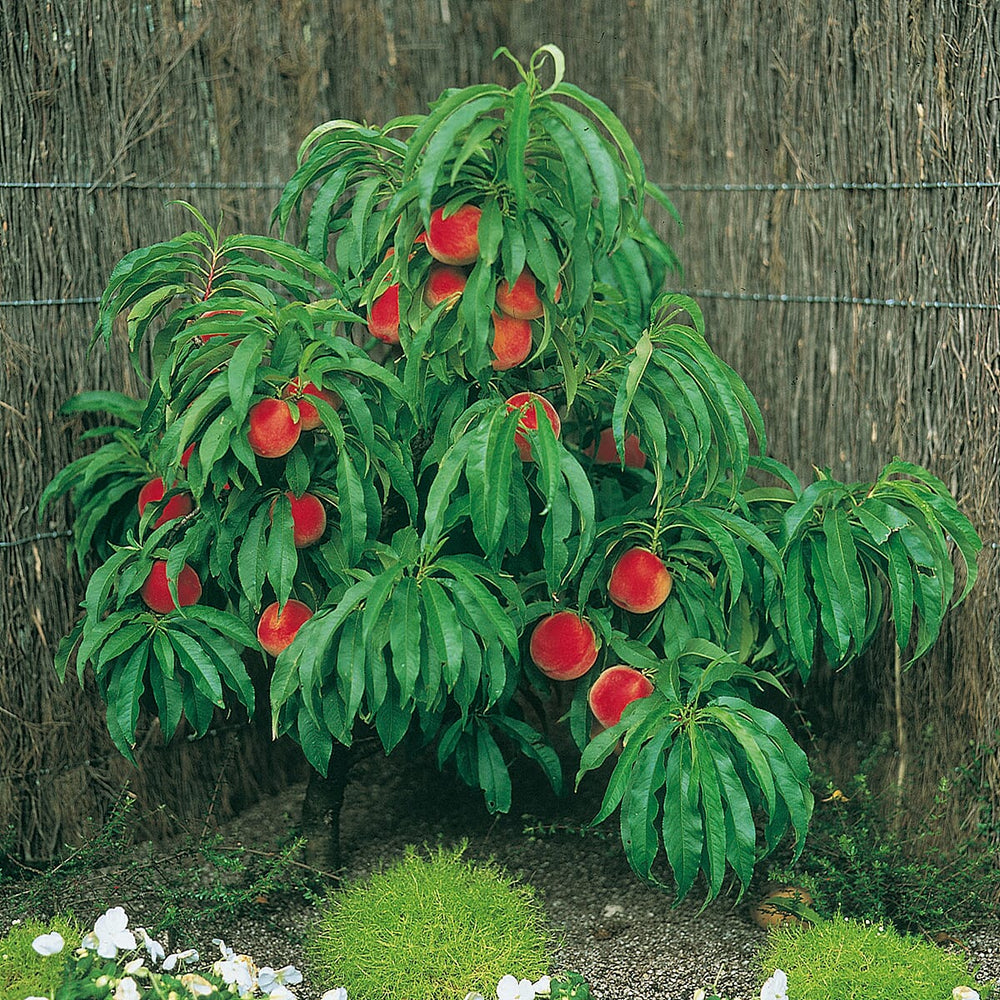 Peach Amber Patio Tree Bare Root & Fert 50gms