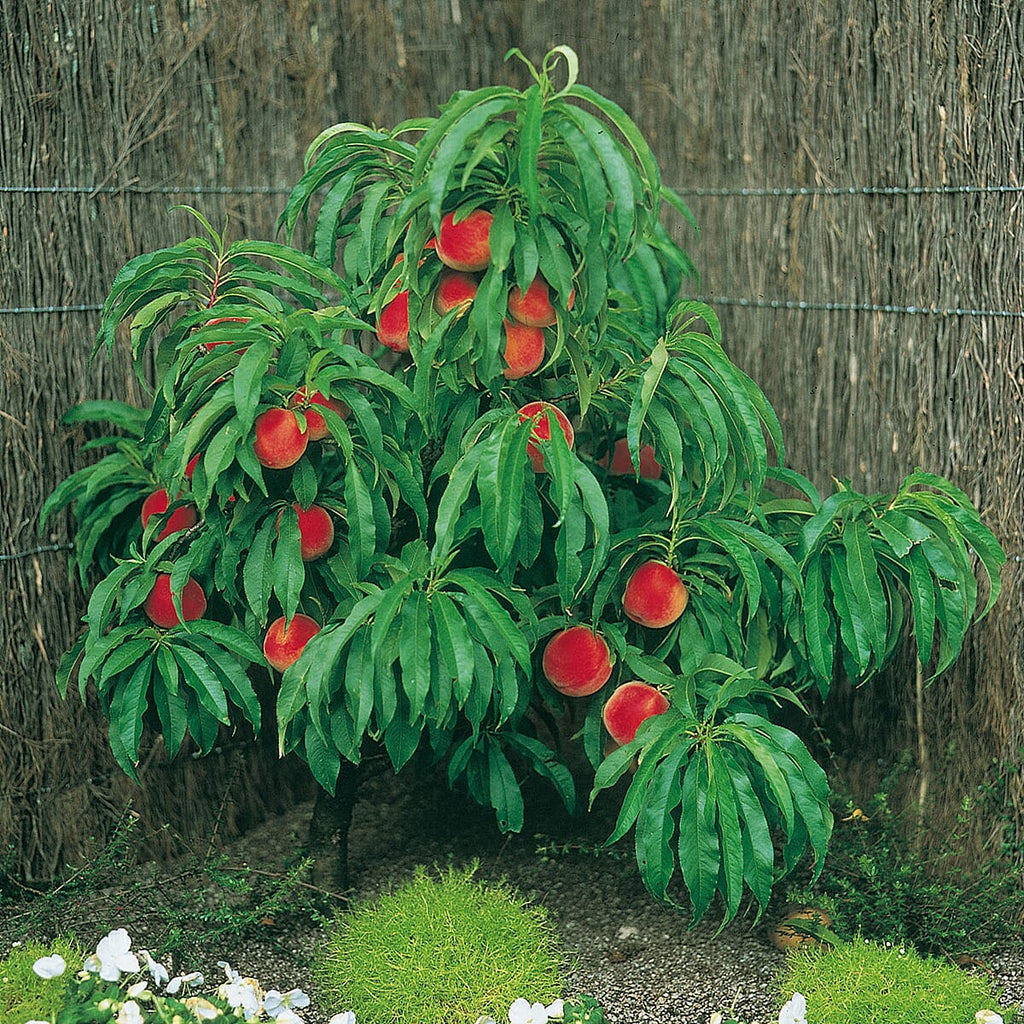 Peach Amber Patio Tree Bare Root & Fert 50gms