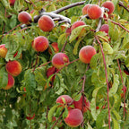 Peach Amber Patio Tree Bare Root & Fert 50gms