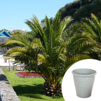 Phoenix Canariensis & Olive Green Planter