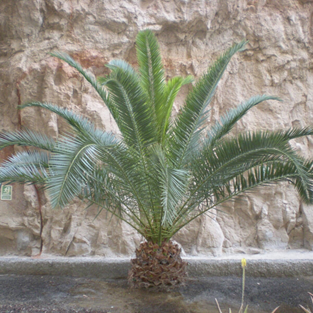 Phoenix Canariensis & Olive Green Planter