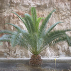 Phoenix Canariensis & Olive Green Planter