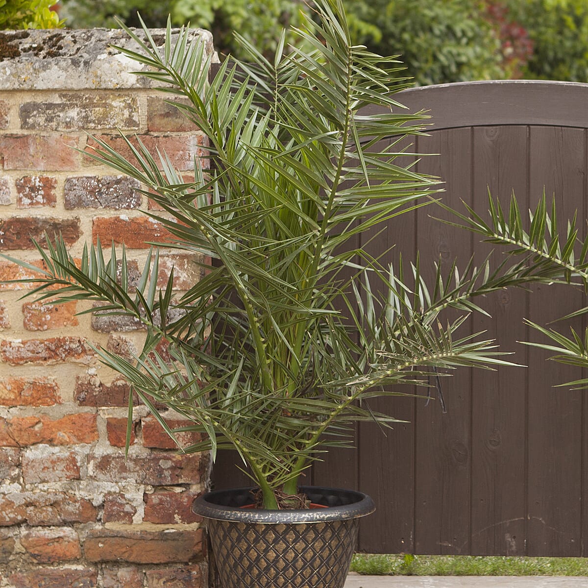 Phoenix Canariensis & Olive Green Planter