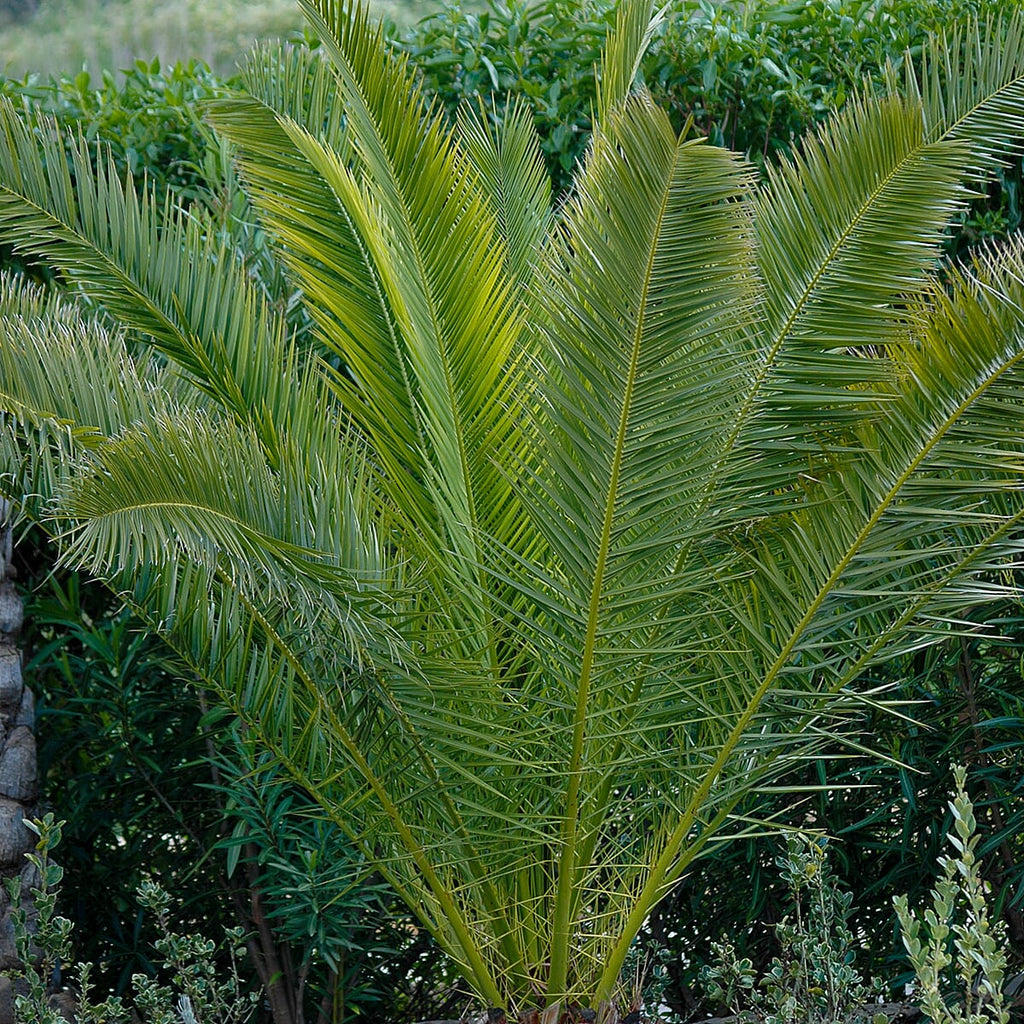 Phoenix Canariensis & Olive Green Planter