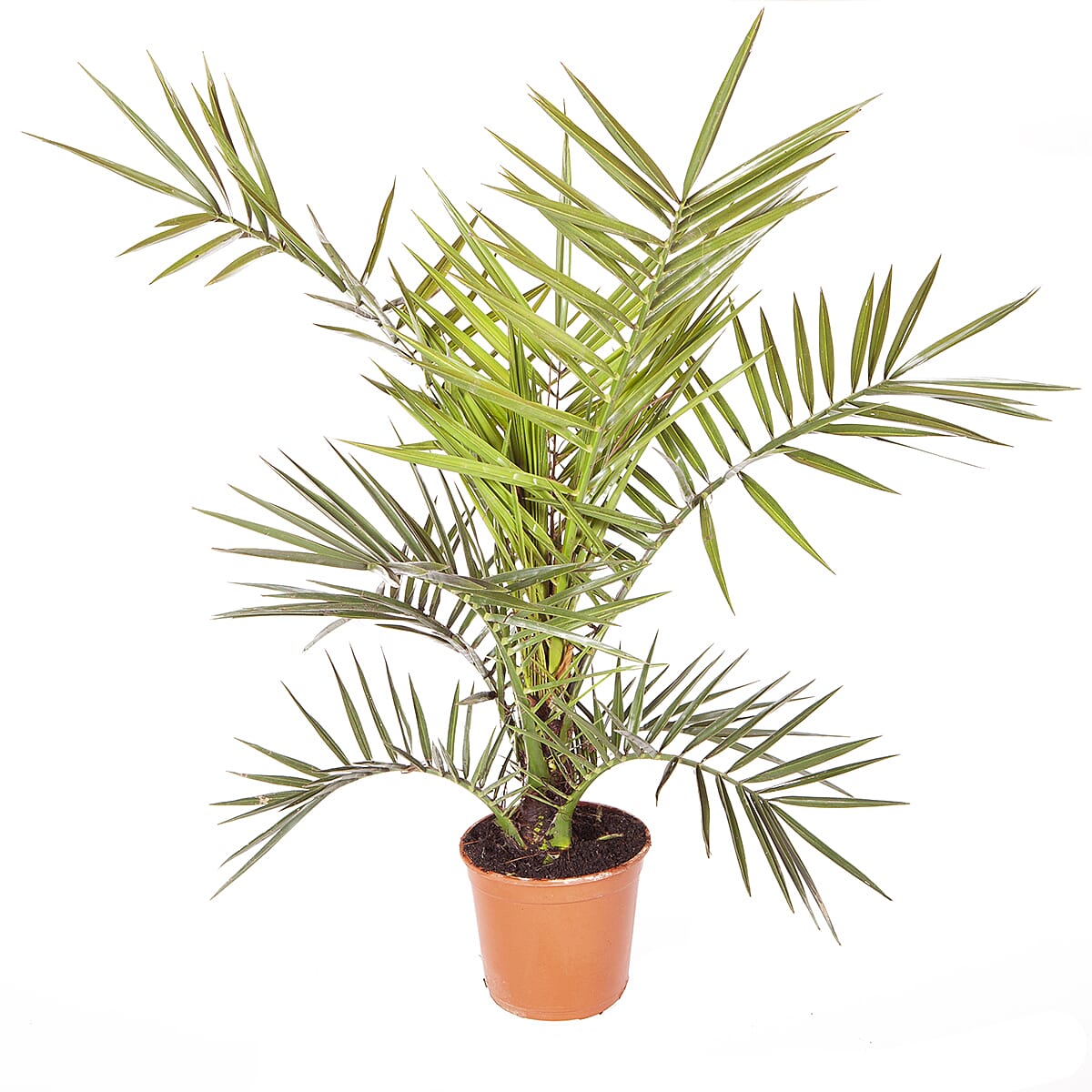 Phoenix Canariensis & Olive Green Planter